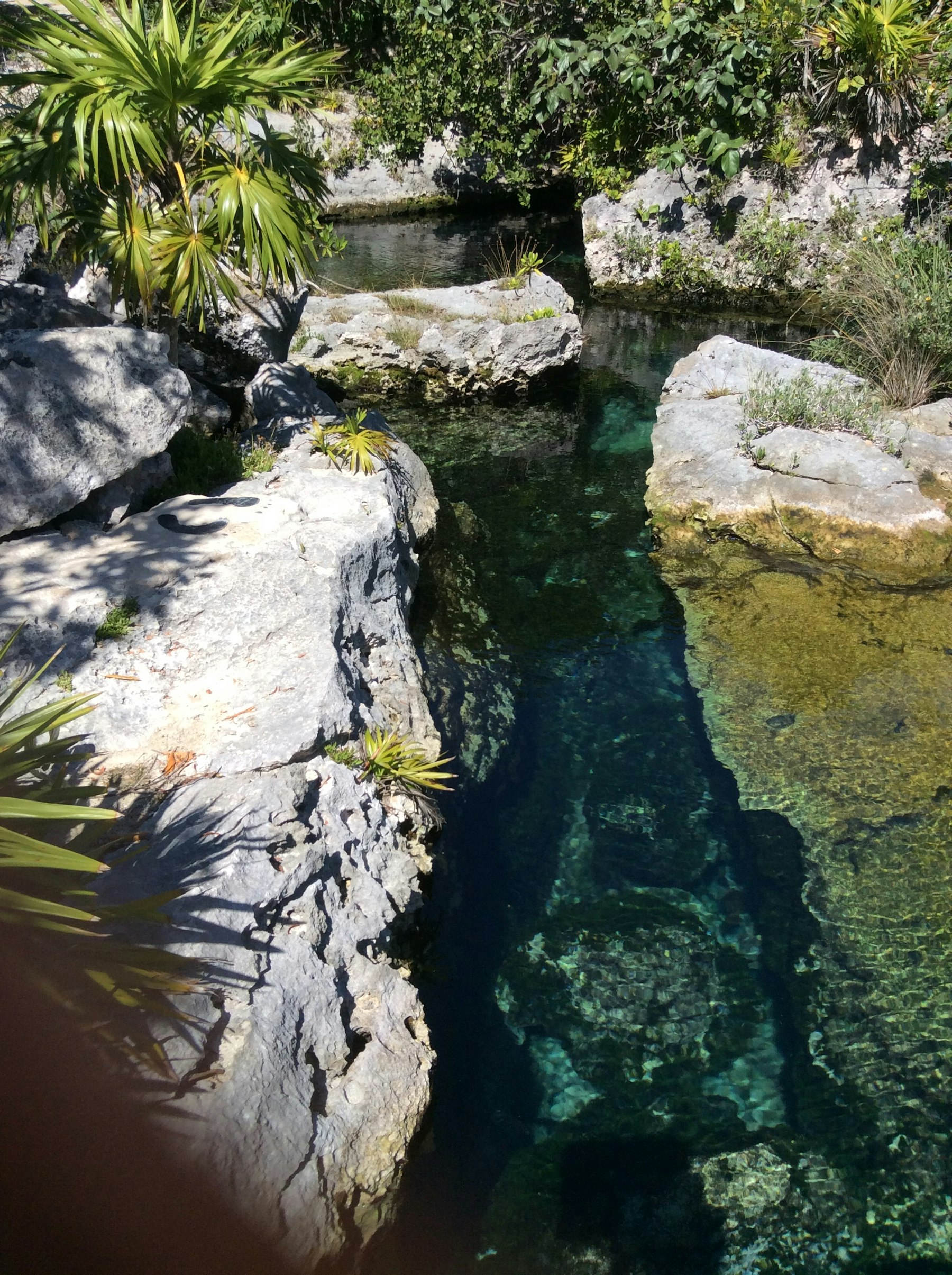 Crystal-clear turquoise water in a Yucatán cenote, framed by rocks and tropical greenery.
